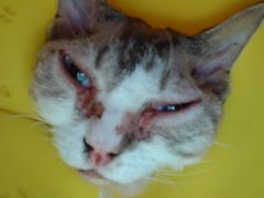 -爱侣宠医·鹦鹉专科·小型哺乳类·异宠专科(灵石路店)