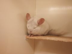 -龙猫仔乐园(惠福东路店)