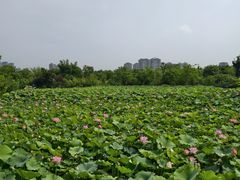 -三垟湿地