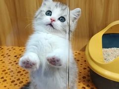 -欣宠猫屋·矮脚拿破仑·蓝金金渐层