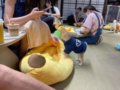-逗柴咖啡屋·狗咖猫咖宠物桌游