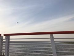 -8号蒸饺精品炖鸽子(康特商街店)