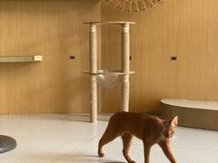 -飞行喵MR PILOT|猫舍·猫咖(静安大融城店)