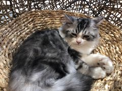 -飞行喵MR PILOT|猫舍·猫咖(静安大融城店)