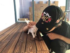 -喵屿·大理花园猫咖