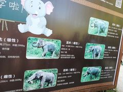 -西双版纳原始森林公园