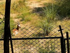 -青藏高原野生动物园