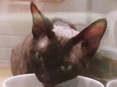 -momokira米努特·德文卷毛猫·棉花面纱犬