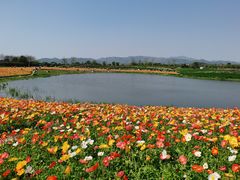 -径山花海