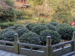 -十八棵（老龙井）御茶园(老龙井店)