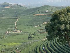 -龙坞茶村
