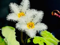 -上海辰山植物园
