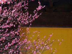 -慧因高丽寺