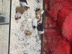 -上海大自然野生昆虫馆(东方明珠·爬宠昆虫探索中心)