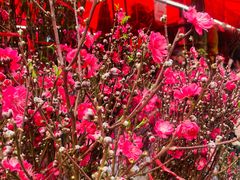 -越秀西湖花市(广州城市广场花卉店)