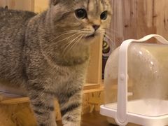 -猫色咖啡·猫咖
