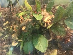 -上海大自然野生昆虫馆(东方明珠·爬宠昆虫探索中心)