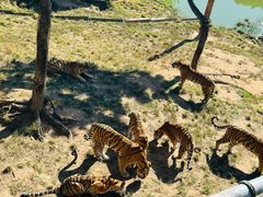 -西霞口神雕山野生动物世界