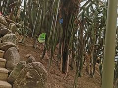 -南山植物园