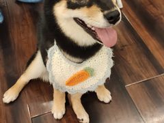-豆柴町-柴犬主题狗咖(红鼎国际C座店)