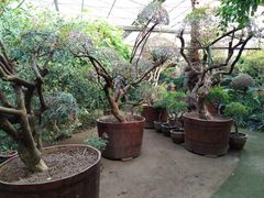 -呀路古热带植物园