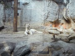 -灵玲国际马戏城