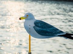 -海港城