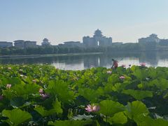 -莲花池公园