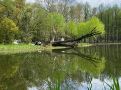 -上海共青森林公园