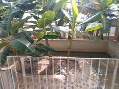 -石家庄市植物园