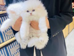 -欣宠猫屋·矮脚拿破仑·蓝金金渐层