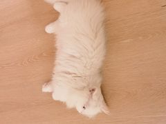 -猫腻·猫咖·撸猫馆(星光大道店)