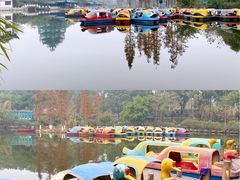 -桂湖森林公园
