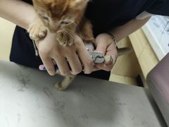-格蕾宠物医院24H·猫科·肿瘤科·骨科中心(福州总院)