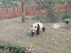 景点-成都大熊猫繁育研究基地