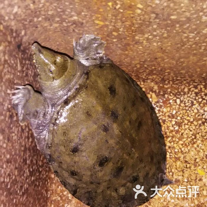 青西郊野公园烧烤区莲湖公园里捕捉到正中野生菜花甲鱼味道真不错!