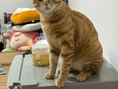 -瑞派伍一宠物医院·眼科·骨科·猫科转诊中心(马王堆院)