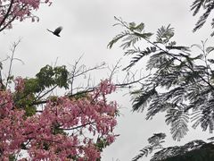 -攀枝花公园