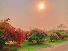 -中国科学院西双版纳热带植物园