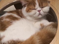 -飞行喵MR PILOT|猫舍·猫咖(静安大融城店)