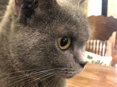 -猫色咖啡·猫咖