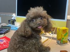 -dodonpa.墩墩伐 便当食堂(博华广场店)