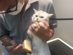 -PETKIT 小佩宠物·低压洗护·美容·寄养(安远店)