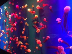 -成都浩海立方海洋公园