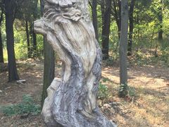 -原山国家森林公园