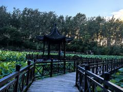 -合肥滨湖国家森林公园