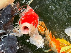 -新世纪大酒楼·30年南海菜