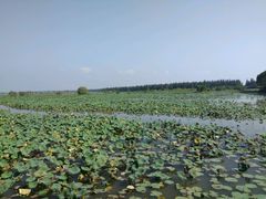 -洪湖生态旅游区