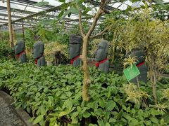 -南宫五洲植物乐园