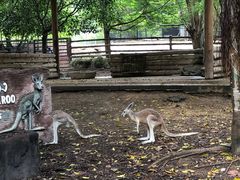 -清迈夜间动物园